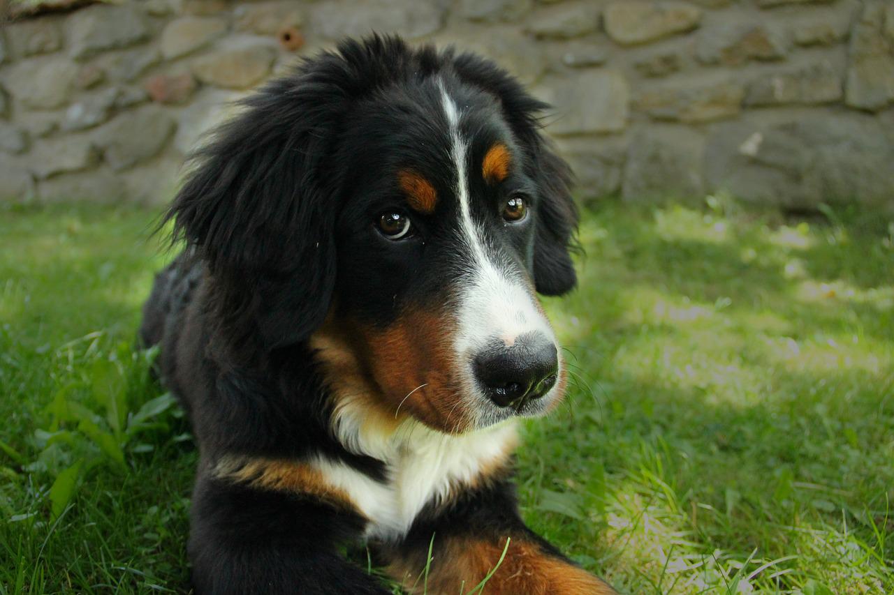 Bernese dogs Good & Bad Qualities The Bernese Mountain Dog Club