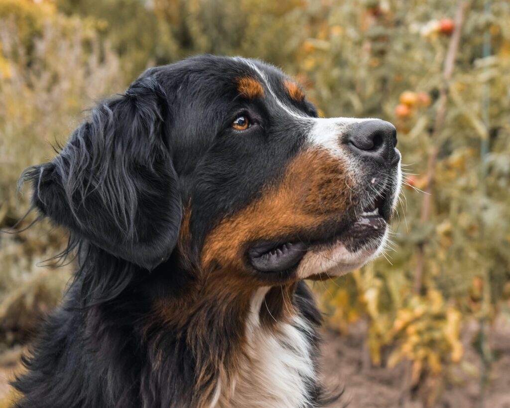 bernese mountain dog bow tie