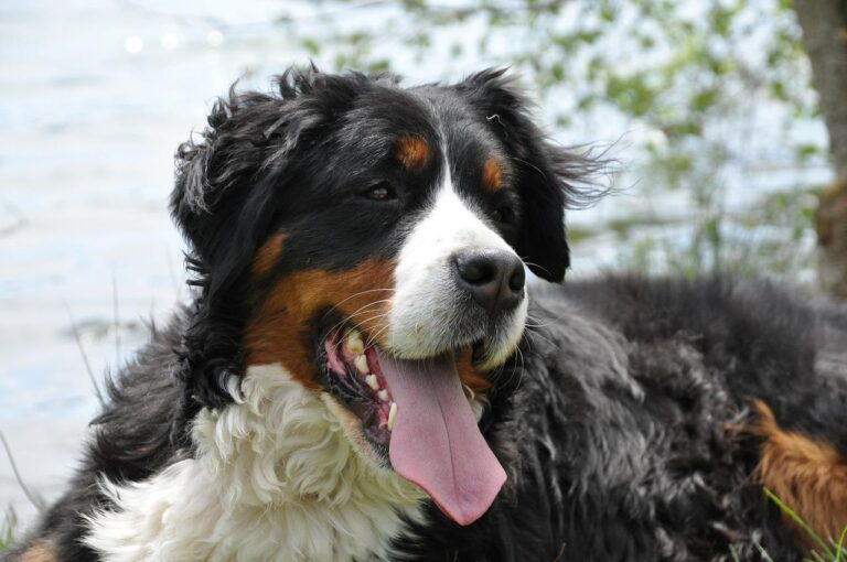 Do Bernese Mountain Dogs Bark? The Bernese Mountain Dog Club